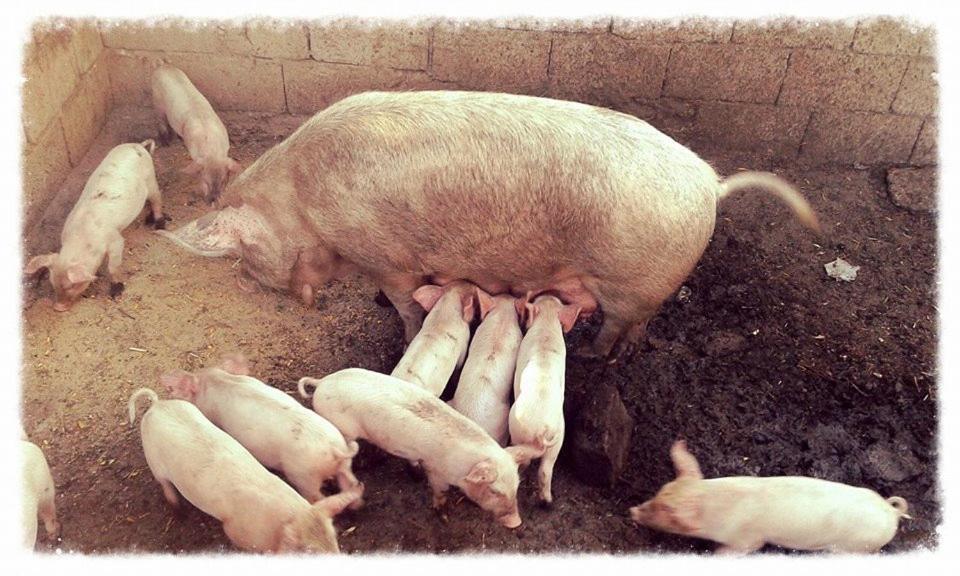 Agriturismo Lu Nodu Greuli Zewnętrze zdjęcie